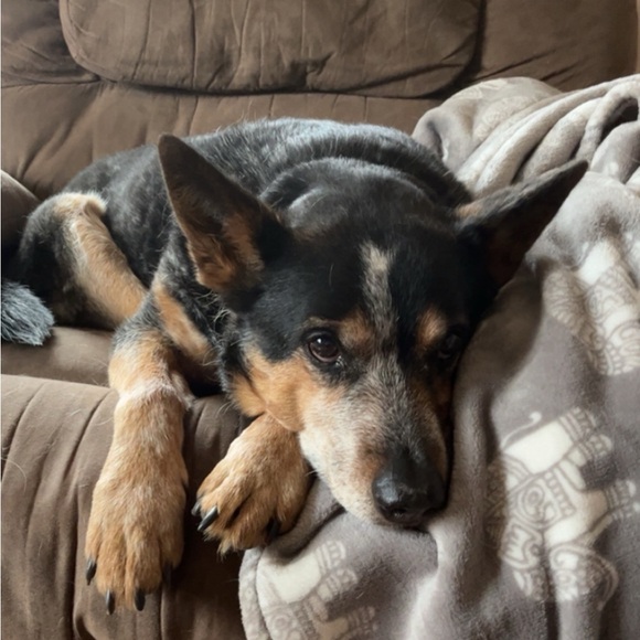 Meet your Posher, Heidi - Picture 1 of 1